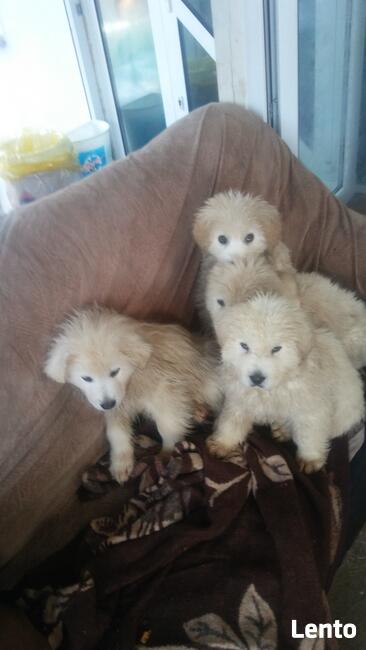 owczarek podhalański