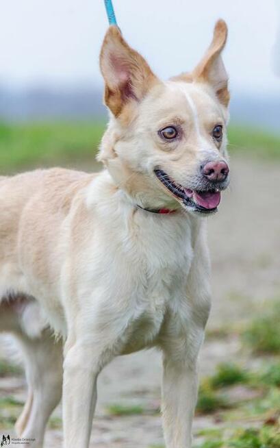 Gumiś - pojętny psiak o nietuzinkowej urodzie