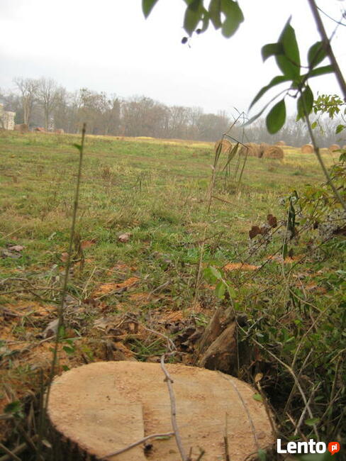 Wycinka, karczowanie korzeni, sprzątanie, koszenie, porządki