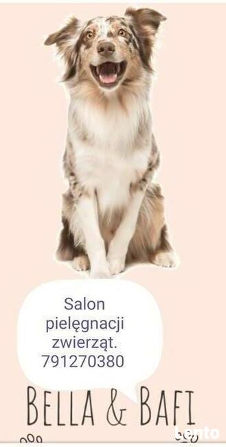 Salon pielęgnacji zwierząt Bella i Bafi