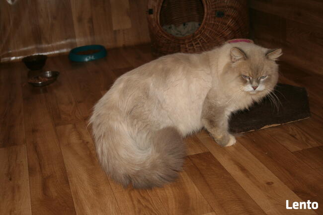 Kocurek syberyjski Neva Masqarade.Reproduktor