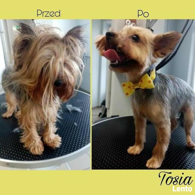 Psi fryzjer Reksio Zielona Góra