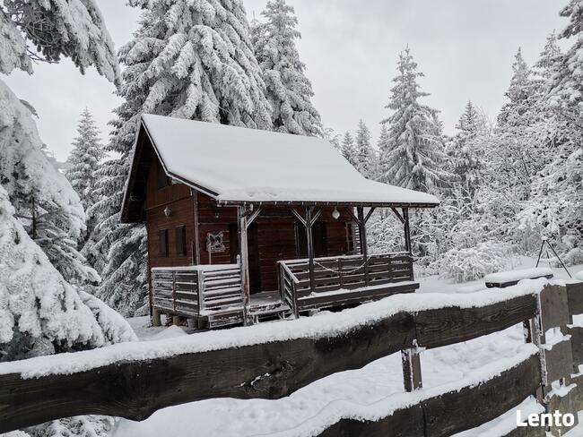 Domki na wynajem. Leśne domki. Domki letniskowe. Wczasy.