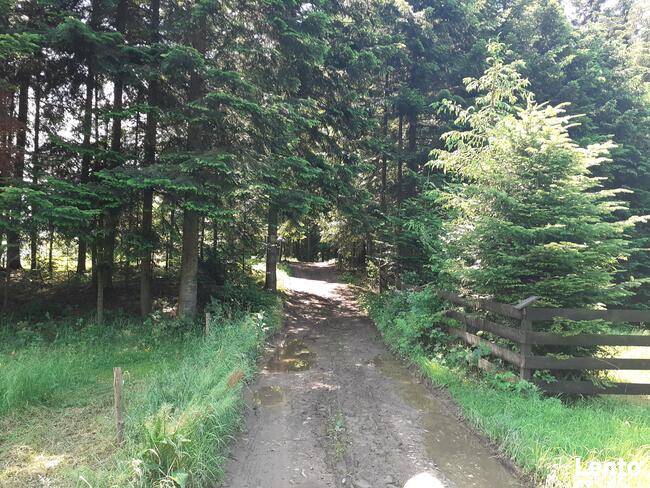 Domki na wynajem. Leśne domki. Domki letniskowe. Wczasy.