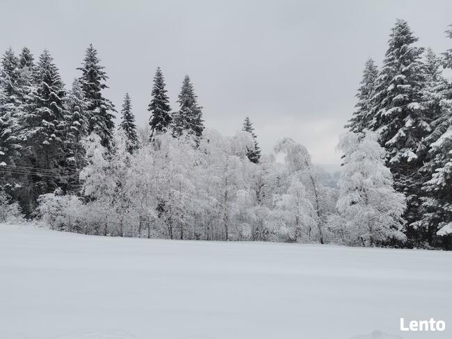 Domki na wynajem. Leśne domki. Domki letniskowe. Wczasy.