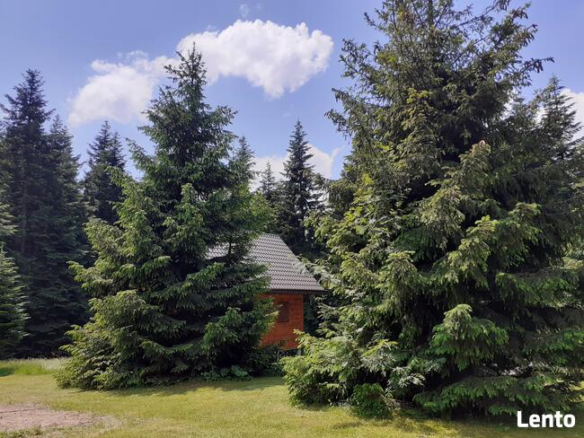 Domki na wynajem. Leśne domki. Domki letniskowe. Wczasy.