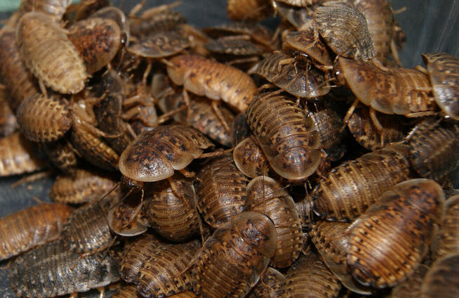 Karaczany argentyńskie 2 - 3 cm. - 100 sztuk, owady karmowe