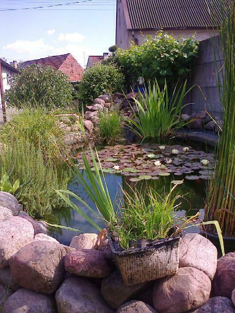 oczka wodne budowa oraz ich naprawy rosliny - lilie wodne