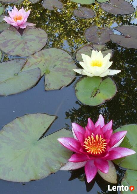 oczka wodne budowa oraz ich naprawy rosliny - lilie wodne