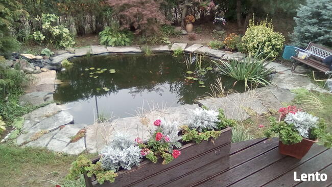 oczka wodne budowa oraz ich naprawy rosliny - lilie wodne