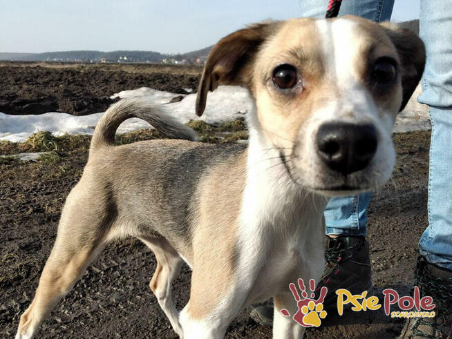 ADZIA-super fajna mała energiczna sunia szuka domu, adopcja