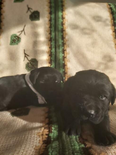 Czarne labradory Rezerwacja
