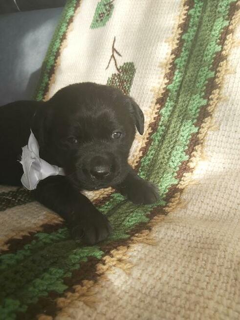 Czarne labradory Rezerwacja