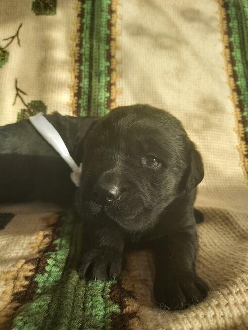 Czarne labradory Rezerwacja