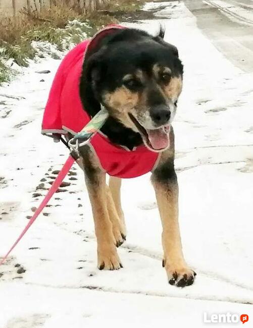 Cudowna sunia kochająca ludzi nad życie BŁAGA o domek