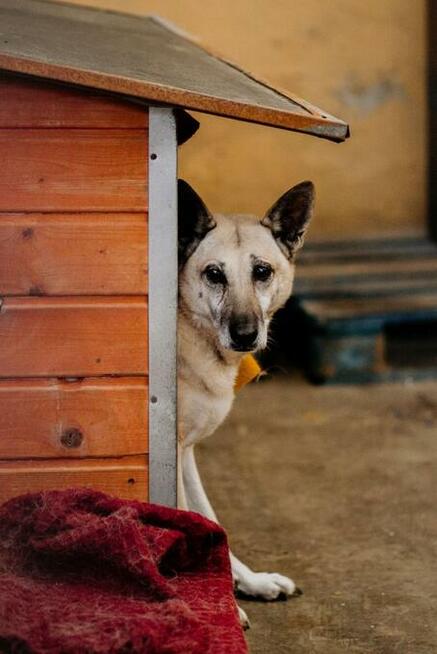Wrażliwa piękna SONIA czeka na dom w schronisku