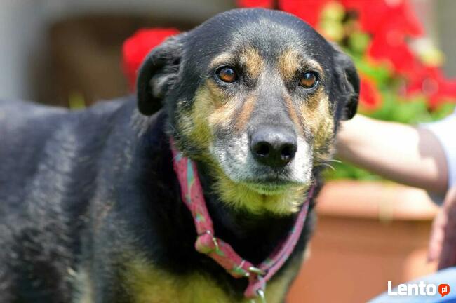 Cudowna sunia kochająca ludzi nad życie BŁAGA o domek