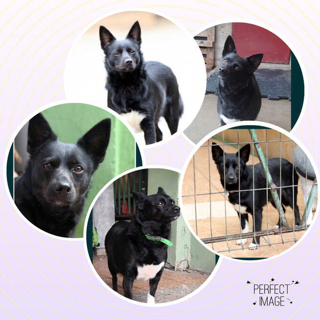 TOPOLA nieduża sunia marzy o domku