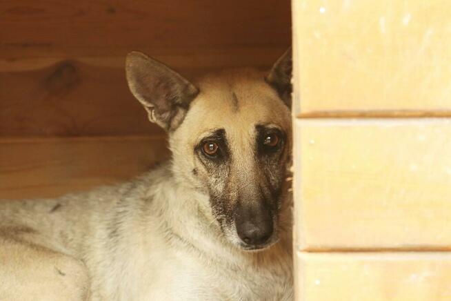 Wrażliwa piękna SONIA czeka na dom w schronisku