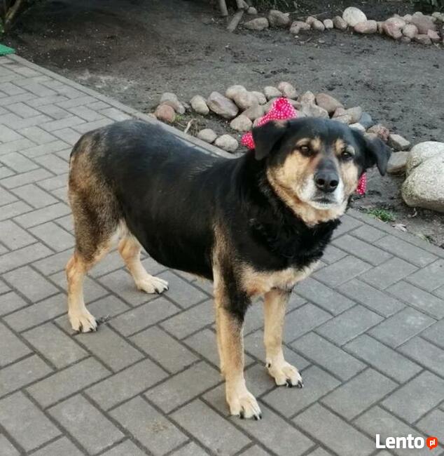 Cudowna sunia kochająca ludzi nad życie BŁAGA o domek