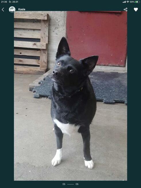 TOPOLA nieduża sunia marzy o domku