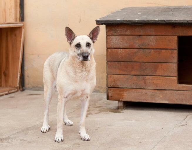 Wrażliwa piękna SONIA czeka na dom w schronisku