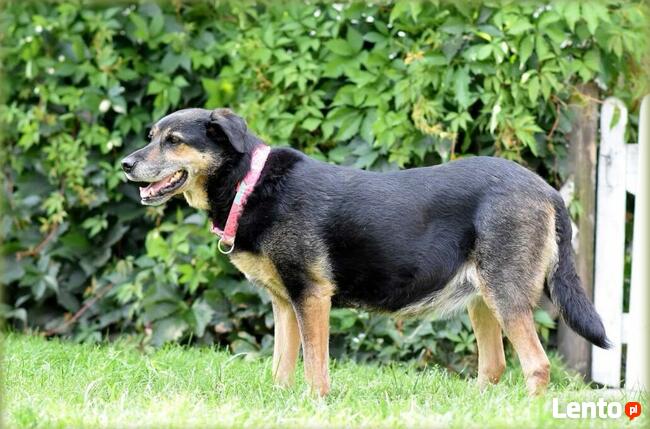 Kocham ludzi uwielbiam spacery adoptuj mnie i pokochaj