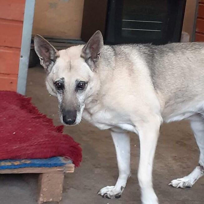 Wrażliwa piękna SONIA czeka na dom w schronisku