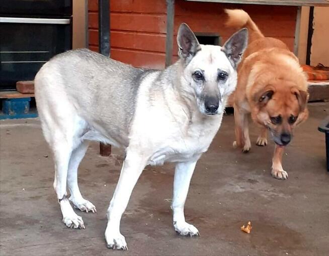 Wrażliwa piękna SONIA czeka na dom w schronisku