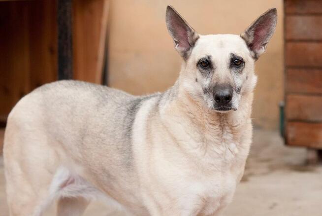 Wrażliwa piękna SONIA czeka na dom w schronisku