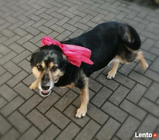 PESTUNIA cudowna proludzka sunia szuka PILNIE domku