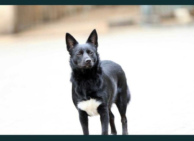TOPOLA nieduża sunia marzy o domku