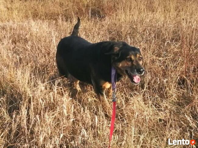 PESTUNIA cudowna proludzka sunia szuka PILNIE domku