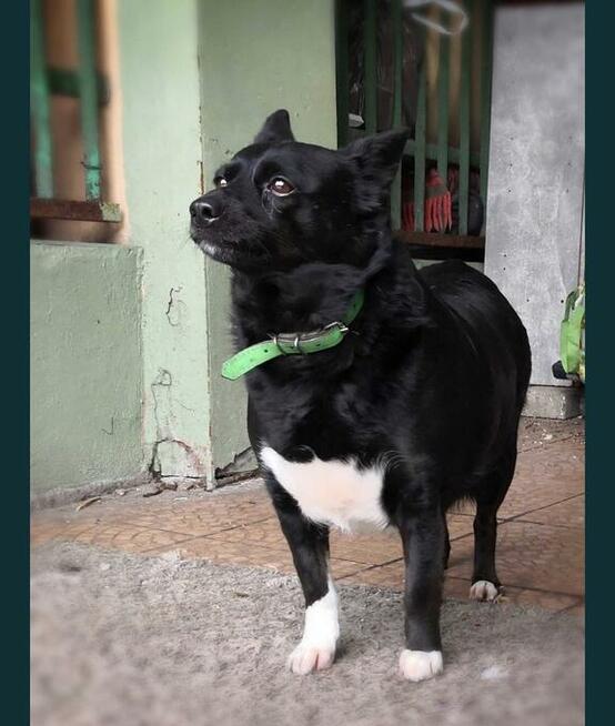 TOPOLA nieduża sunia marzy o domku