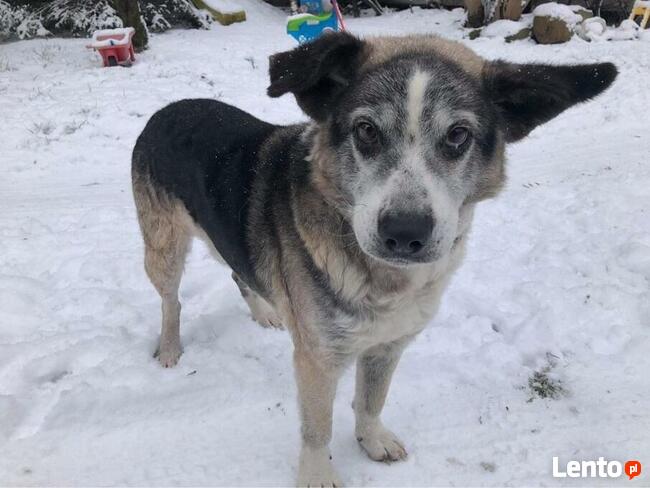 Cudowny staruszek marzy o spokojnym kochającym domu