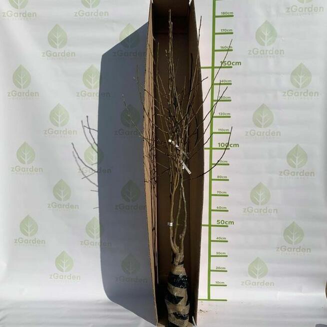 Róża HERBACIANA krzew ozdobny SADZONKI