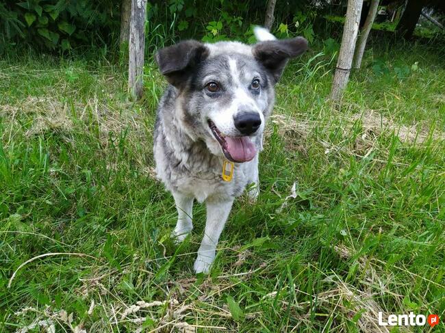 Uwielbiam wylegiwać się na słoneczku adoptuj mnie i pokochaj