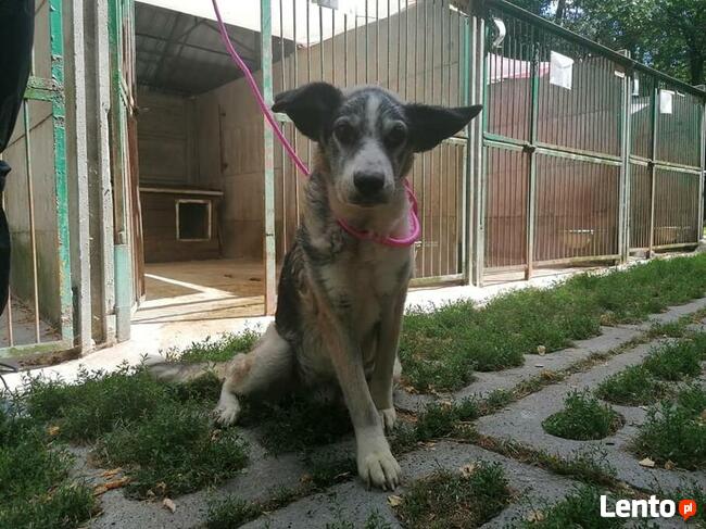 Grzeczny ułożony staruszek szuka kochającego domku