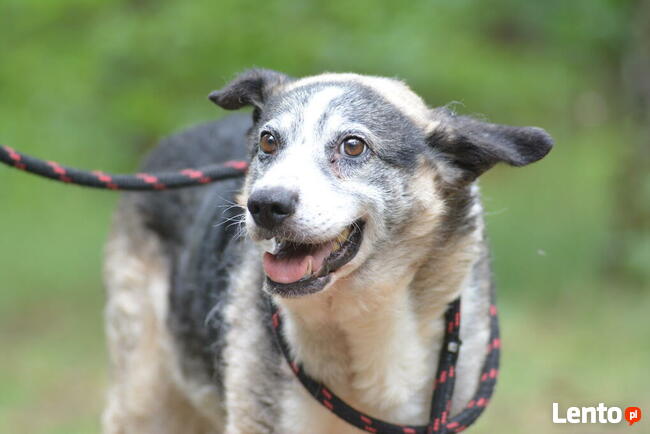 Uwielbiam wylegiwać się na słoneczku adoptuj mnie i pokochaj