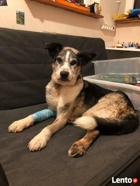 FIGARO spokojny staruszek marzy o troskliwym domu