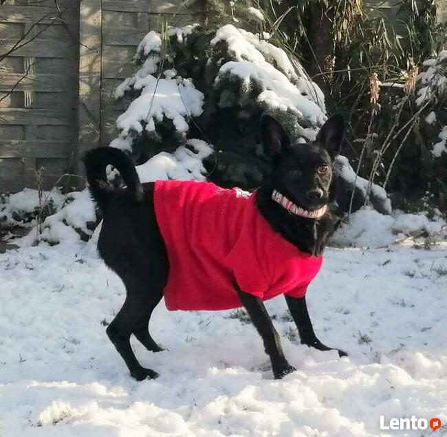 LORI młoda aktywna sunia czeka na wymarzony domek