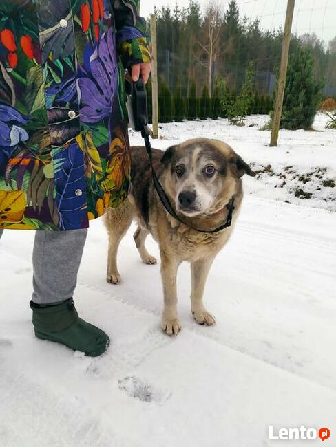 FIGARO spokojny staruszek marzy o troskliwym domu