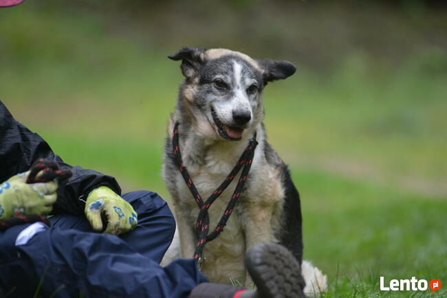 FIGARO spokojny staruszek marzy o troskliwym domu