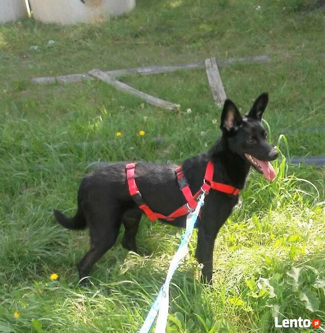 LORI młoda aktywna sunia czeka na wymarzony domek