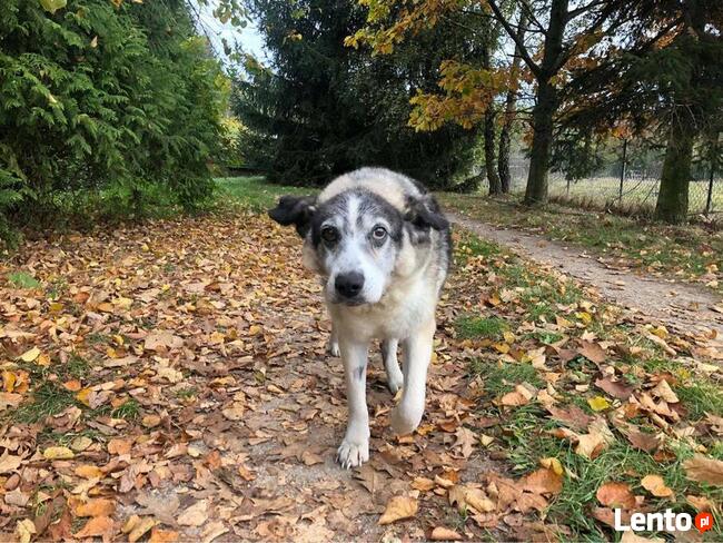 Cudowny staruszek marzy o spokojnym kochającym domu