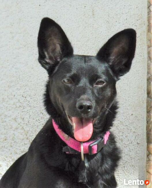 Młoda energiczna sunia poleca się do adopcji