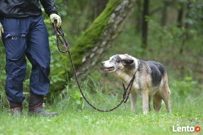 Cudowny staruszek marzy o spokojnym kochającym domu