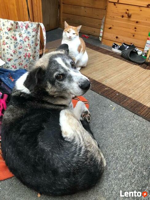 Psi senior szuka PILNIE kochającego domku