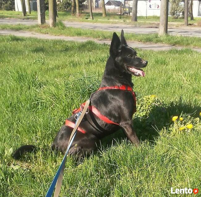 Młoda energiczna sunia poleca się do adopcji