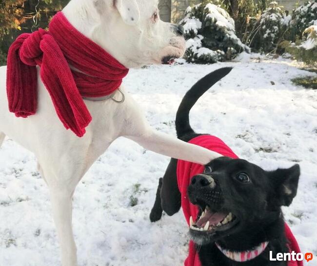 Śliczna pogodna sunia czeka na wymarzony domek